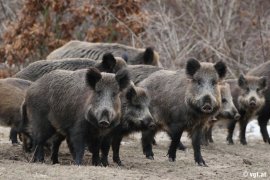 Wildschweine