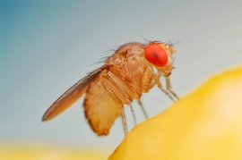 Fruchtfliege