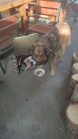 Hund