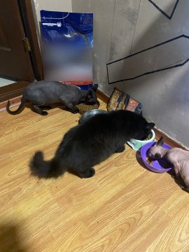 Katzen