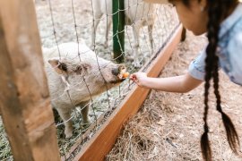 Kind und Schwein