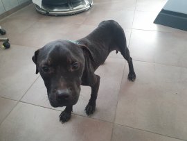 Hund