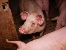 Schweine 1
