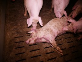 Schweine 2