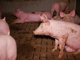 Schweine 3