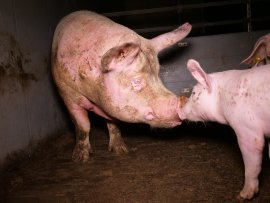 Schweine 4