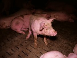 Schweine 6