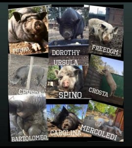 Schweine