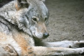 Wolf