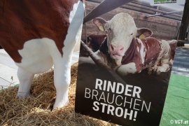 Rinder Aktion