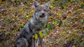 Wolf
