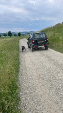 Hund 