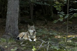 Wolf