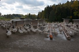Gänse 2