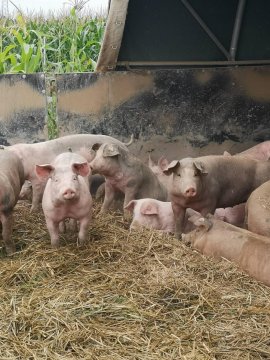 Schweine