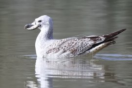 Möwe