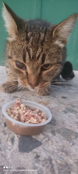 Katze