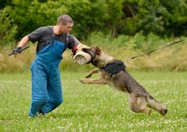 Schutzhundetraining