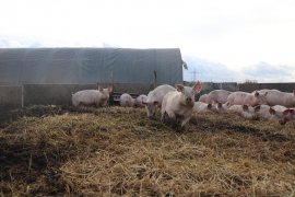 Schweine 