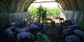 Schweine im Freien
