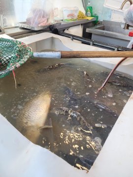 Karpfenbehälter