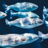 Tierschutz in Bezug auf Wassertiere 2023