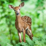 Einladung: Besichtigung der (fehlenden) Umsetzung des Gatterjagdverbots im Burgenland