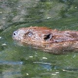 Die Fische, die Bäume fällen