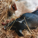 30 Jahre Tierparadies Schabenreith