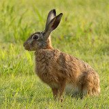 Vortrag: Wildtierautonomie oder Wildtiermanagement?