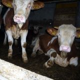 Einladung: Aktion zu Mastrindern auf Vollspaltenboden in Wr. Neustadt