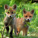 Update „Fur Free Europe“: EU Mitgliedsstaaten für ein pelzfreies Europa