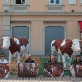 Einladung Eisenstadt: Montag VGT-Aktion zu Mastrinder Vollspaltenboden