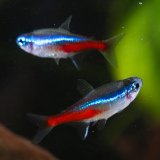 Soziale Intelligenz: Von Fischen lernen