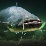 Fische in Gefahr