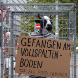 VGT-Aktion: Mastrinder unschuldig gefangen auf Vollspaltenboden