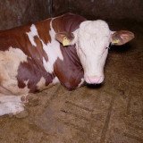 Einladung: VGT-Aktion Käfighaltung von Mastrindern Montag am Wiener Graben