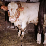 Medienspiegel: verdreckte Ställe, verletztes Kalb, Vollspalten-Qual bei Rindern