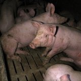 SLAPP-Klage von SPAR gegen VGT: OGH hebt Einstweilige Verfügung weitgehend auf!
