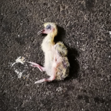 Taubenleid in Bischofshofen – Lösung in Sicht?!