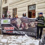 Musikalischer Protest gegen Vollspaltenboden
