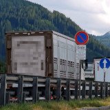 EU-Kommission verabsäumt weiterhin, tierquälerische Exporte in Drittländer zu verbieten