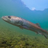 Huchen: König der Flüsse ohne Königreich