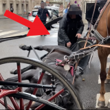 Fiaker-Unfall: Video zeigt volle Dramatik