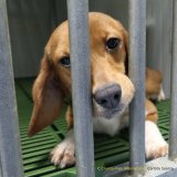 Erfolg! Über 1,2 Millionen Stimmen für EBI gegen Tierversuche bestätigt