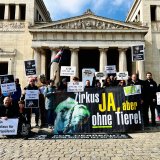 "Ich bin Toleo, ein Zebra im Zirkus. Ich bin mehr als eine Show."