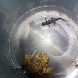 Amphibienwanderstrecken in Wien