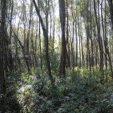 Zum Tag des Waldes: VGT fordert 30 % außer Nutzung gestellte Naturwälder
