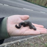 Hanslteich: Regen bringt Krötensegen und 3 Alpenkammmolche!