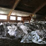 Horror-Stall im Bez. Feldkirch: Tiere vom Tod bedroht!